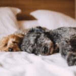 Pet-Friendly Homes: Some Selling Do’s and Dont’s